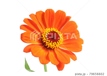 Orange zinnia isolated on white. Very detailed, HDR, high resolution Orange zinnia isolated on white. Very detailed, HDR, high resolution 79656602