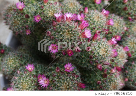 サボテン サボテン 79656810