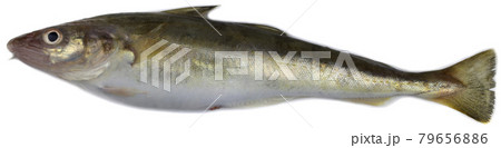 Saffron cod isolated on white. Full depth of field, high dynamic range, high resolution 79656886