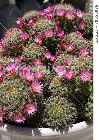 サボテン サボテン 79656986