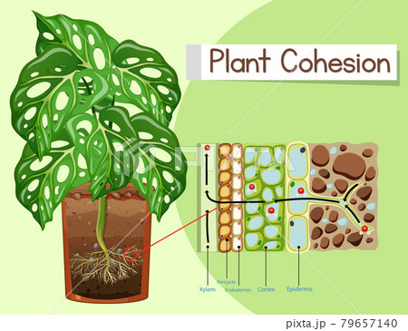 Diagram showing Plant Cohesion 79657140