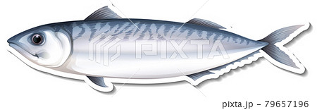 Mackerel sea fish cartoon sticker Mackerel sea fish cartoon sticker 79657196