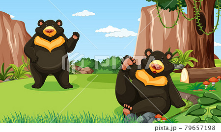 Asian black bear or moon bear in forest or rainforest scene Asian black bear or moon bear in forest or rainforest scene 79657198