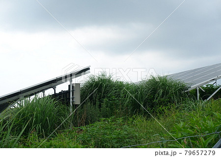 雑草が生い茂った太陽光発電所 79657279
