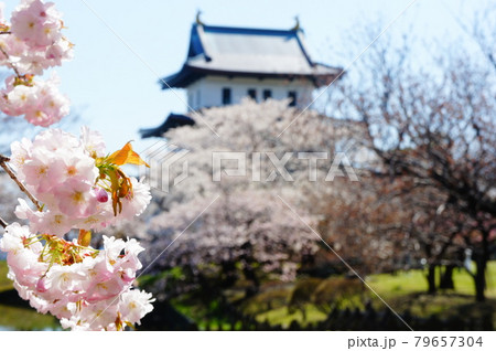 桜と松前城 桜と松前城 79657304
