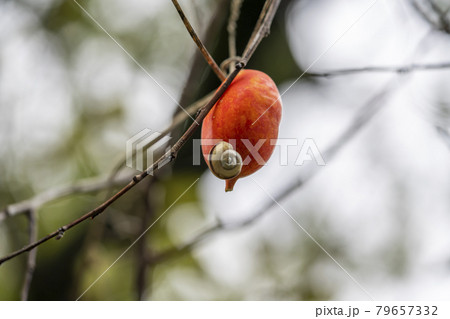 カラスウリの実 79657332