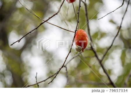 カラスウリの実 79657334