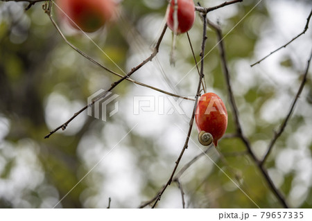 カラスウリの実 79657335