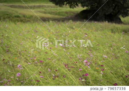 大柳生のコスモス畑 79657336