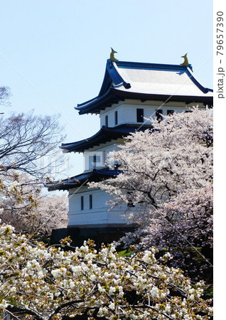 桜と松前城 桜と松前城 79657390