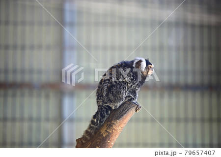 動物 鳥 ダチョウ 79657407