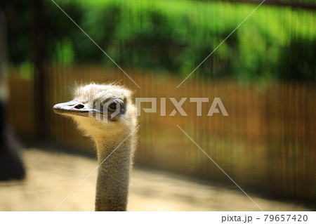 動物 鳥 ダチョウ 79657420