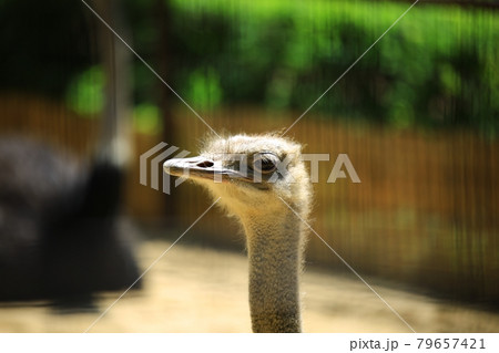 動物 鳥 ダチョウ 79657421