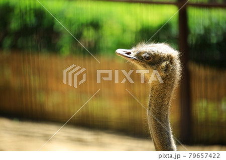 動物 鳥 ダチョウ 79657422