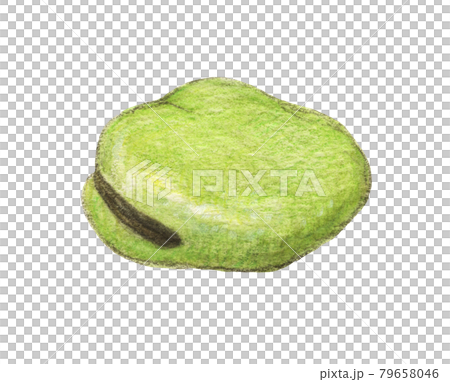 さやから出したそら豆 水彩色えんぴつ画 さやから出したそら豆 水彩色えんぴつ画 79658046