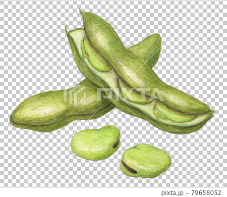 蠶豆手繪水彩鉛筆劃 蠶豆手繪水彩鉛筆劃 79658052