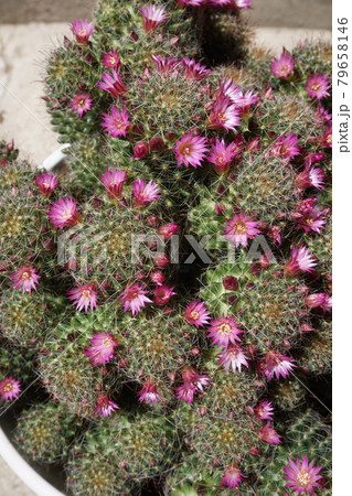 サボテン 79658146