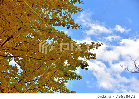 秋の横浜山手西洋館・黄葉したイチョウ 秋の横浜山手西洋館・黄葉したイチョウ 79658473