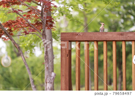 鳥 花 ガーデン 79658497