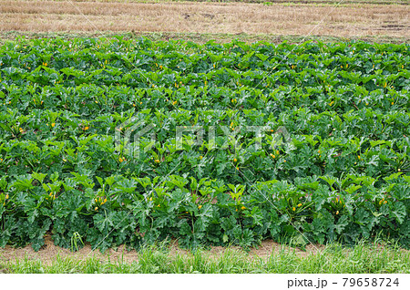 黄色い花咲くスッキーニ畑 79658724