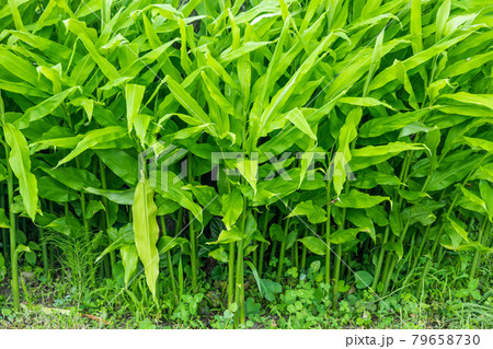 茗荷の葉 茗荷の葉 79658730