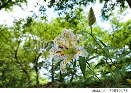 茨城県潮来市　水郷県民の森に咲いた夏の花　山百合の咲く風景 79659178