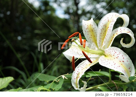 茨城県潮来市 水郷県民の森に咲いた夏の花 山百合の咲く風景 アップ・イメージ 茨城県潮来市 水郷県民の森に咲いた夏の花 山百合の咲く風景 アップ・イメージ 79659214
