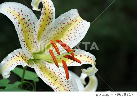 茨城県潮来市　水郷県民の森に咲いた夏の花　山百合の咲く風景　アップ・イメージ 79659217