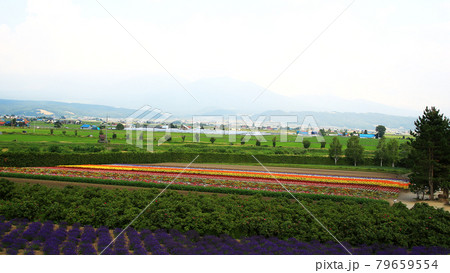 北海道　ファーム冨田 79659554