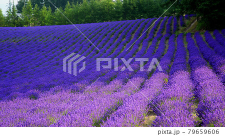 北海道　ファーム冨田 79659606