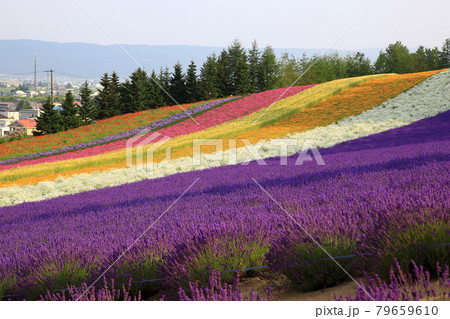 北海道 ファーム冨田 北海道 ファーム冨田 79659610