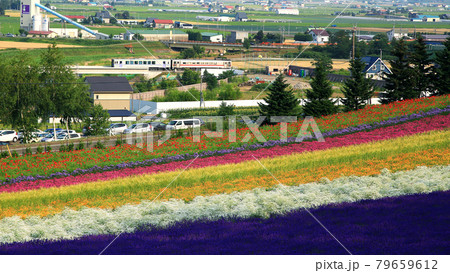 北海道　ファーム冨田 79659612