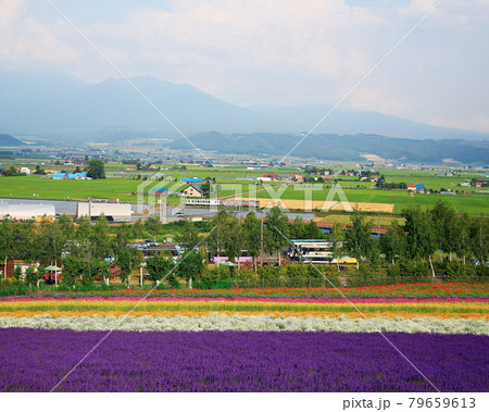 北海道 ファーム冨田 北海道 ファーム冨田 79659613