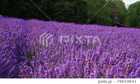 北海道 ファーム冨田 北海道 ファーム冨田 79659641