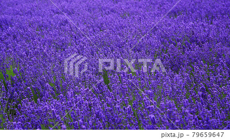 北海道　ファーム冨田 79659647