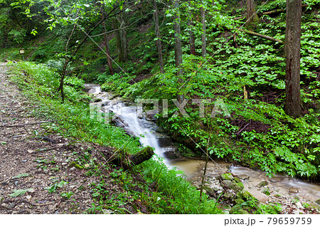 長野県阿智村の姿見不動滝へ向かう遊歩道 長野県阿智村の姿見不動滝へ向かう遊歩道 79659759