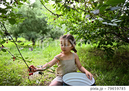A beautiful girl with two pigtails dressed in a linen dress sits with a bucket and collect cherries in a orchard country house 79659785
