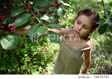 Top view of an adorable girl wearing linen dress picking up cherry berry in orchard 79659787