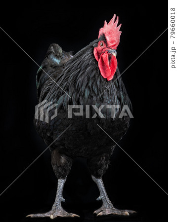 black rooster australorp (Gallus gallus) on a black background 79660018