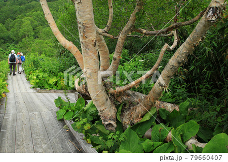 栂池自然園　長野県 79660407