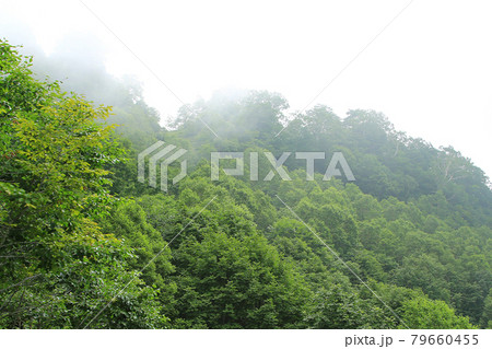栂池自然園 長野県 栂池自然園 長野県 79660455