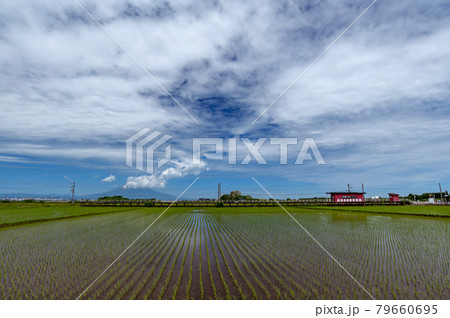 【青森県津軽平野】津軽平野の水田と残雪の津軽富士岩木山 【青森県津軽平野】津軽平野の水田と残雪の津軽富士岩木山 79660695