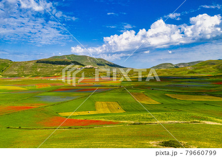 Lentil flowering with poppies and cornflowers in Castelluccio di Norcia, Italy 79660799