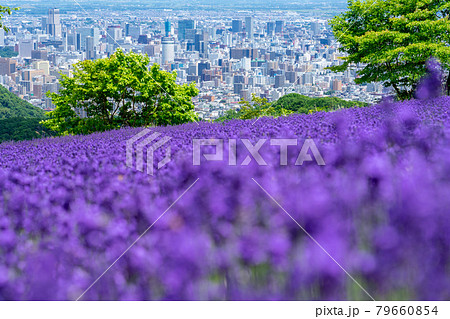 北海道 札幌市 幌見峠 ラベンダー 北海道 札幌市 幌見峠 ラベンダー 79660854