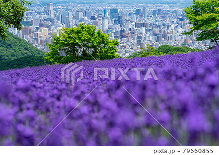 北海道 札幌市 幌見峠 ラベンダー 北海道 札幌市 幌見峠 ラベンダー 79660855