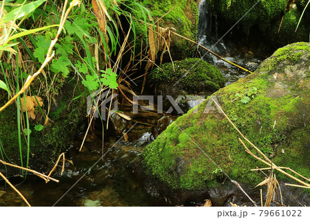 栂池自然園　長野県 79661022