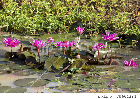 Pink lotus in the pond Pink lotus in the pond 79661231