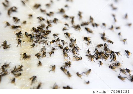 Flies trapped glue Flies trapped glue 79661281