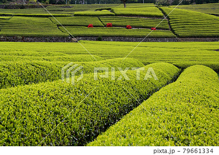 新芽のお茶畑 新芽のお茶畑 79661334