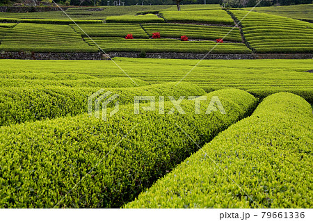 新芽のお茶畑 79661336